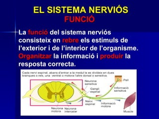 La  funció  del sistema nerviós consisteix en  rebre  els estímuls de l’exterior i de l’interior de l’organisme.  Organitzar  la informació i  produir  la resposta correcta. EL SISTEMA NERVIÓS FUNCIÓ 