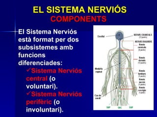 El Sistema Nerviós està format per dos subsistemes amb funcions diferenciades: Sistema Nerviós central   (o voluntari).  Sistema Nerviós perifèric  (o involuntari).  EL SISTEMA NERVIÓS COMPONENTS 