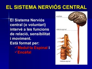 EL SISTEMA NERVIÓS CENTRAL El Sistema Nerviós central   (o voluntari) intervé a les funcions de relació, sensibilitat i moviment. Està format per:  Medul·la Espinal  i  Encèfal 