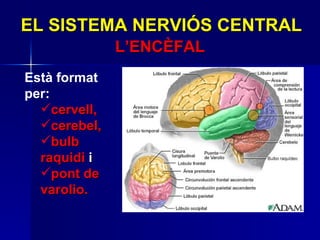 EL SISTEMA NERVIÓS CENTRAL L’ENCÈFAL Està format per: cervell, cerebel, bulb raquidi  i pont de varolio. 