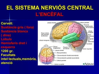EL SISTEMA NERVIÓS CENTRAL L’ENCÈFAL Cervell: Sustància gris ( fora) Sustància blanca ( dins) Lòbuls Hemisferis dret i esquerra 1200 gr. Facultats intel·lectuals,memòria, atenció 