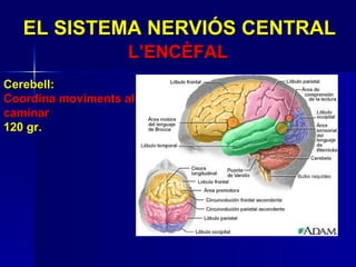 EL SISTEMA NERVIÓS CENTRAL L’ENCÈFAL Cerebell: Coordina moviments al caminar 120 gr. 