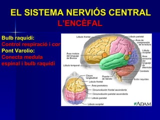 EL SISTEMA NERVIÓS CENTRAL L’ENCÈFAL Bulb raquídi: Control respiració i cor Pont Varolio: Conecta medula espinal i bulb raquídi 