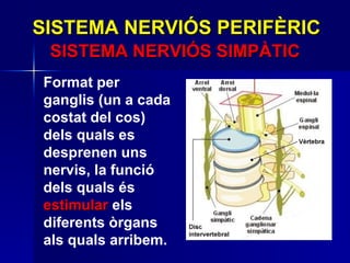 SISTEMA NERVIÓS PERIFÈRIC SISTEMA NERVIÓS SIMPÀTIC Format per ganglis (un a cada costat del cos) dels quals es desprenen uns nervis, la funció dels quals és  estimular  els diferents òrgans als quals arribem.  
