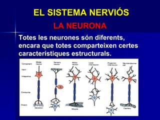 EL SISTEMA NERVIÓS LA NEURONA Totes les neurones són diferents, encara que totes comparteixen certes característiques estructurals. 