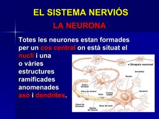 Totes les neurones estan formades per un  cos central  on està situat el  nucli  i una  o vàries  estructures  ramificades  anomenades  axó  i  dendrites . EL SISTEMA NERVIÓS LA NEURONA 