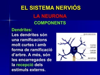 EL SISTEMA NERVIÓS LA NEURONA COMPONENTS Dendrites: Les dendrites són una ramificacions molt curtes i amb forma de ramificació d’arbre. A més, són les encarregades de la  recepció  dels estímuls externs. 