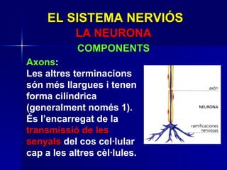 EL SISTEMA NERVIÓS LA NEURONA COMPONENTS Axons : Les altres terminacions són més llargues i tenen forma cilíndrica (generalment només 1). És l’encarregat de la  transmissió de les senyals  del cos cel·lular cap a les altres cèl·lules.  