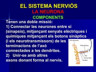 Tenen una doble missió: 1) Connectar les neurones entre sí (sinapsis), mitjançant senyals elèctriques i químiques mitjançant els botons sinàptics (i els neurotransmissors) de les terminacions de l’axó  connectades a les dendrites. 2)  Unir-se amb altres  axons donant forma al nervis. EL SISTEMA NERVIÓS LA NEURONA COMPONENTS 