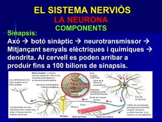 Sinapsis: Axó    botó sinàptic    neurotransmissor    Mitjançant senyals elèctriques i químiques    dendrita. Al cervell es poden arribar a produir fins a 100 bilions de sinapsis. EL SISTEMA NERVIÓS LA NEURONA COMPONENTS 