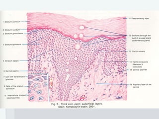 Pathology of Skin and Appendages | PPT