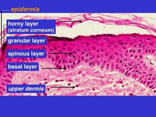 Pathology of Skin and Appendages | PPT