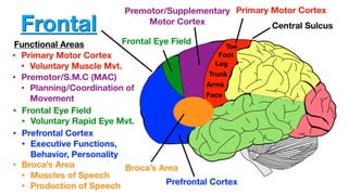 7-The Structure and Functional Localization of the Cerebral (1).pptx