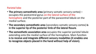 7-The Structure and Functional Localization of the Cerebral (1).pptx