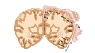 7-The Structure and Functional Localization of the Cerebral (1).pptx
