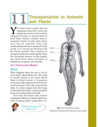 11                    Transportation in Animals
                      and Plants

Y
        ou have learnt earlier that all
       organisms need food, water and
       oxygen for survival. They need to
transport all these to various parts of
their body. Further, animals need to
transport wastes to parts from where
they can be removed. Have you
wondered how all this is achieved? Look
                                               Heart
at Fig. 11.1. Do you see the heart and
the blood vessels? They function to            Vein
transport substances and together form
the circulatory system. In this chapter
you shall learn about transport of
                                               Artery
substances in plants and animals.
11.1 CIRCULATORY SYSTEM
Blood
What happens when you get a cut on
your body? Blood flows out. But what
is blood? Blood is the fluid which
flows in blood vessels. It transports
substances like digested food from the
small intestine to the other parts of the
body. It carries oxygen from the lungs
to the cells of the body. It also transports
waste for removal from the body.
    How does the blood carry various
substances? Blood is a liquid, which has
cells of various kinds suspended in it.

             Why is the colour of
                                                        Fig. 11.1 Circulatory system
                blood red ?
                                               (Arteries are shown in red colour and vein in blue)
 