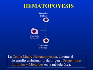 La Célula Madre Hematopoyética, durante el
desarrollo embrionario, da origen a Progenitores
Linfoides y Mieloides en la médula ósea.
HEMATOPOYESIS
Célula Madre
Pluripotencial
Progenitor
Linfoide
Progenitor
Mieloide
 