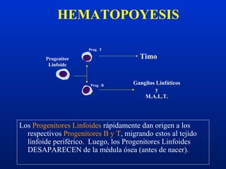 HEMATOPOYESIS
Los Progenitores Linfoides rápidamente dan origen a los
respectivos Progenitores B y T, migrando estos al tejido
linfoide periférico. Luego, los Progenitores Linfoides
DESAPARECEN de la médula ósea (antes de nacer).
Progenitor
Linfoide
Prog. T
Prog. B
Timo
Ganglios Linfáticos
y
M.A.L.T.
 