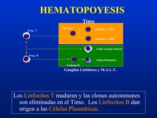 HEMATOPOYESIS
Los Linfocitos T maduran y las clonas autoinmunes
son eliminadas en el Timo. Los Linfocitos B dan
origen a las Células Plasmáticas.
Linfocito T CD4
Linfocito T CD8
Célula Asesina Natural
Célula Plasmática
Prog. T
Prog. B
Linfocito B
Linfocito T
Timo
Ganglios Linfáticos y M.A.L.T.
 