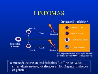 Progenitor
Linfoide
Linfocito T CD4
Linfocito T CD8
Célula Asesina Natural
Prog. T
Prog. B Linfocito B
Célula Plasmática
LINFOMAS
MALT
Timo
Órganos Linfoides*
*: Ganglios linfáticos, bazo, tejido linfoide
asociado a mucosa (MALT), amígdalas, etc.
Linfocito T
La mutación ocurre en los Linfocitos B o T no activados
inmunológicamente, localizados en los Organos Linfoides
en general.
 