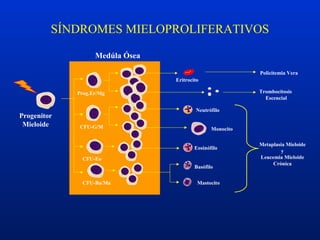 SÍNDROMES MIELOPROLIFERATIVOS
Progenitor
Mieloide
Eritrocito
Basófilo
Mastocito
Eosinófilo
Neutrófilo
Monocito
Prog.Er/Mg
CFU-G/M
CFU-Eo
CFU-Ba/Ma
Medúla Ósea
Policitemia Vera
Trombocitosis
Escencial
Metaplasia Mieloide
y
Leucemia Mieloide
Crónica
 