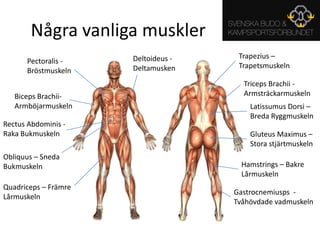 Några vanliga musklerTrapezius – Trapetsmuskeln Deltoideus - DeltamuskenPectoralis - BröstmuskelnTricepsBrachii - ArmsträckarmuskelnBiceps Brachii- ArmböjarmuskelnLatissumusDorsi – Breda RyggmuskelnRectusAbdominis - Raka BukmuskelnGluteus Maximus – Stora stjärtmuskelnObliquus – Sneda BukmuskelnHamstrings – Bakre LårmuskelnQuadriceps – Främre LårmuskelnGastrocnemiusps  - Tvåhövdade vadmuskeln