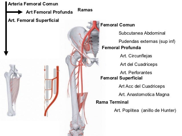 Arteria Femoral En Que Pierna Esta es.slideshare.net