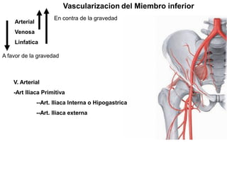 Vascularizacion del Miembro inferior
Arterial
Venosa
Linfatica
A favor de la gravedad
En contra de la gravedad
V. Arterial
-Art Iliaca Primitiva
--Art. Iliaca Interna o Hipogastrica
--Art. Iliaca externa
 