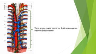 Vena Ramphal 7-vena acigos.pptx