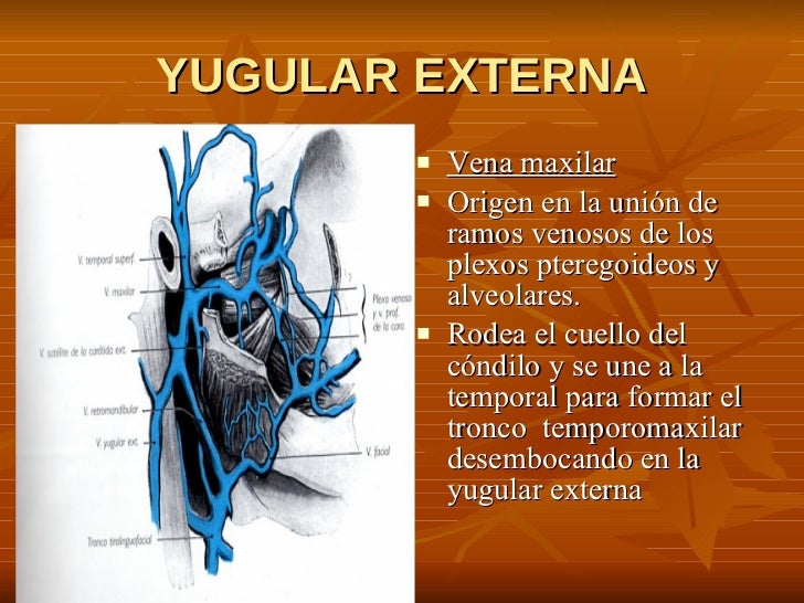 7. Vena Yugular Externa 7. Vena Yugular Externa