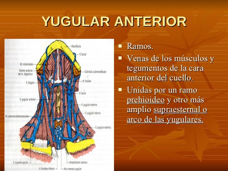 7. Vena Yugular Externa