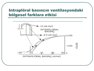 Intraplöral basıncın ventilasyondaki
bölgesel farklara etkisi
 