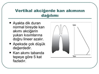 Vertikal akciğerde kan akımının
                 dağılımı
   Ayakta dik duran
    normal bireyde kan
    akımı akciğerin
    yukarı kısımlarına
    doğru lineer azalır.
   Apeksde çok düşük
    değerdedir.
   Kan akımı tabanda
    tepeye göre 5 kat
    fazladır.
 