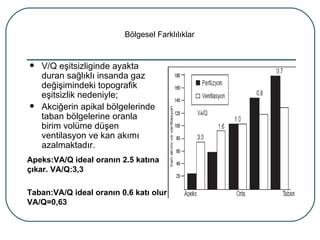 Bölgesel Farklılıklar


   V/Q eşitsizliginde ayakta
    duran sağlıklı insanda gaz
    değişimindeki topografik
    eşitsizlik nedeniyle;
   Akciğerin apikal bölgelerinde
    taban bölgelerine oranla
    birim volüme düşen
    ventilasyon ve kan akımı
    azalmaktadır.
Apeks:VA/Q ideal oranın 2.5 katına
çıkar. VA/Q:3,3

Taban:VA/Q ideal oranın 0.6 katı olur
VA/Q=0,63
 
