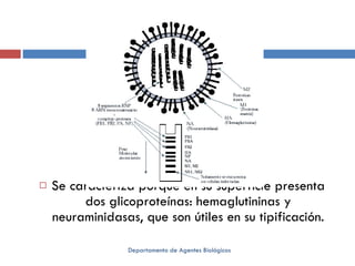 Se caracteriza porque en su superficie presenta dos glicoproteínas: hemaglutininas y neuraminidasas, que son útiles en su tipificación. Departamento de Agentes Biológicos 