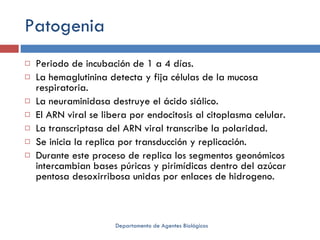 Patogenia Periodo de incubación de 1 a 4 días. La hemaglutinina detecta y fija células de la mucosa respiratoria. La neuraminidasa destruye el ácido siálico. El ARN viral se libera por endocitosis al citoplasma celular. La transcriptasa del ARN viral transcribe la polaridad. Se inicia la replica por transducción y replicación. Durante este proceso de replica los segmentos geonómicos intercambian bases púricas y pirimídicas dentro del azúcar pentosa desoxirribosa unidas por enlaces de hidrogeno. Departamento de Agentes Biológicos 