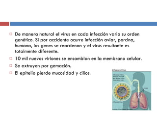 De manera natural el virus en cada infección varia su orden genético. Si por accidente ocurre infección aviar, porcina, humana, los genes se reordenan y el virus resultante es totalmente diferente. 10 mil nuevos viriones se ensamblan en la membrana celular. Se extruyen por gemación. El epitelio pierde mucosidad y cilios. 