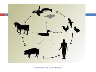 Departamento de Agentes Biológicos 