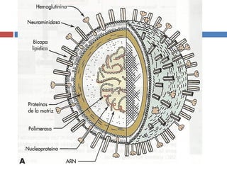 Departamento de Agentes Biológicos 