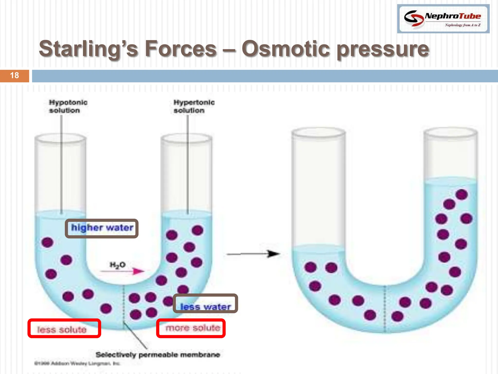 Volume Regulation Visual Renal Physiology (VII) - Volume Regulation - Dr. Gawad | PPTX