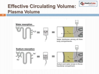 Volume Regulation Visual Renal Physiology (VII) - Volume Regulation - Dr. Gawad | PPTX