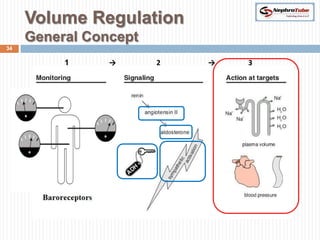 Volume Regulation Visual Renal Physiology (VII) - Volume Regulation - Dr. Gawad | PPTX