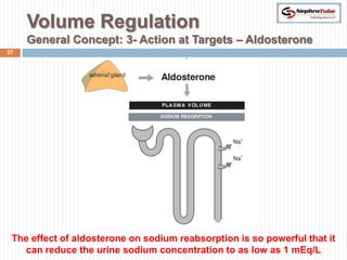 Volume Regulation Visual Renal Physiology (VII) - Volume Regulation - Dr. Gawad | PPTX
