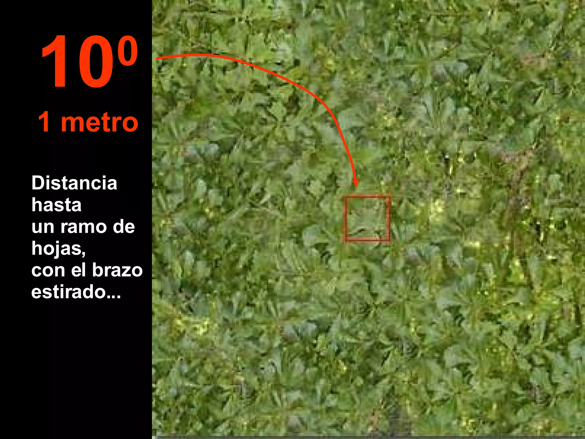 Distancia hasta  un ramo de hojas,  con el brazo estirado... 10 0 1 metro 