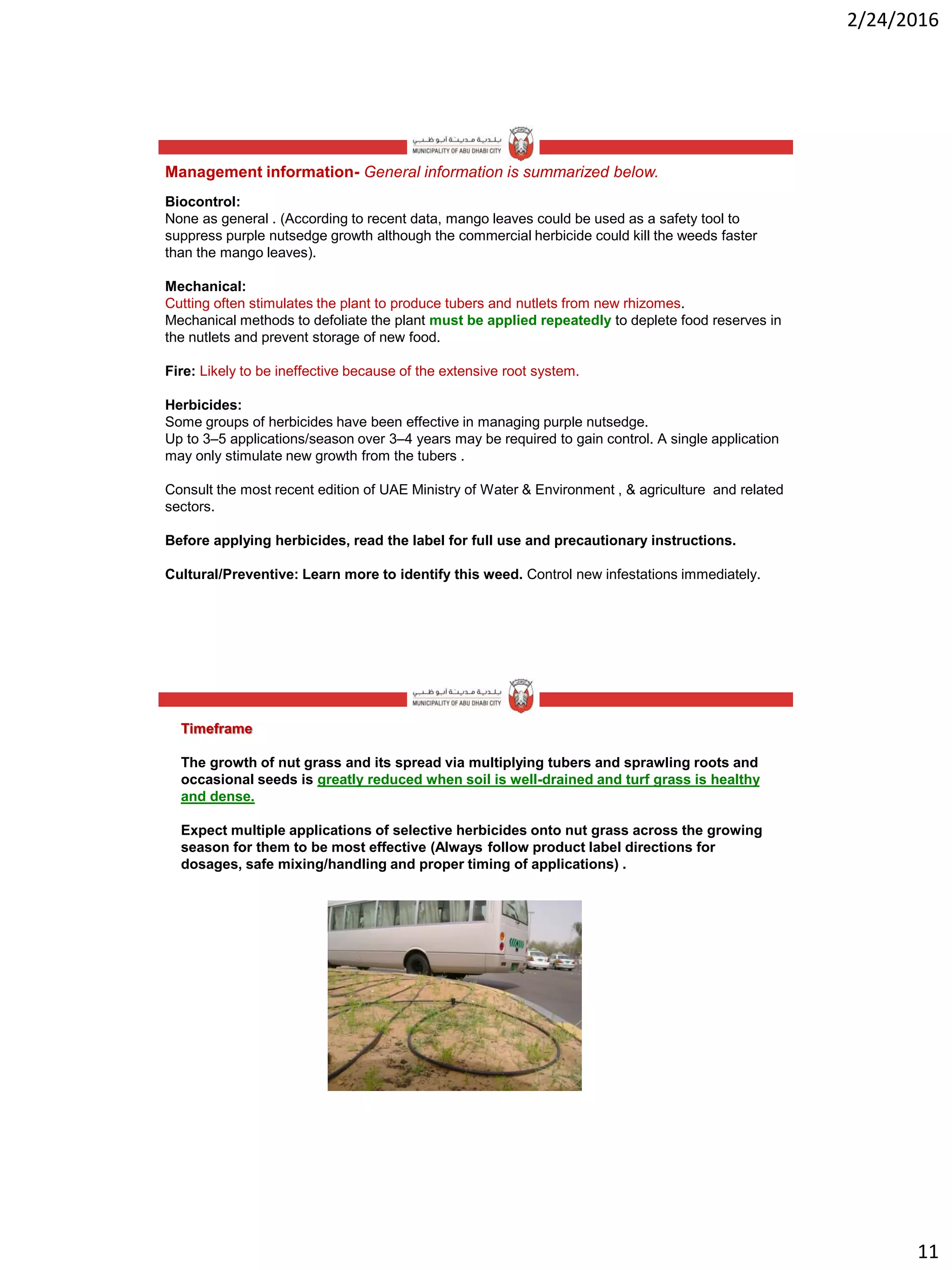 2/24/2016
11
Biocontrol:
None as general . (According to recent data, mango leaves could be used as a safety tool to
suppress purple nutsedge growth although the commercial herbicide could kill the weeds faster
than the mango leaves).
Mechanical:
Cutting often stimulates the plant to produce tubers and nutlets from new rhizomes.
Mechanical methods to defoliate the plant must be applied repeatedly to deplete food reserves in
the nutlets and prevent storage of new food.
Fire: Likely to be ineffective because of the extensive root system.
Herbicides:
Some groups of herbicides have been effective in managing purple nutsedge.
Up to 3–5 applications/season over 3–4 years may be required to gain control. A single application
may only stimulate new growth from the tubers .
Consult the most recent edition of UAE Ministry of Water & Environment , & agriculture and related
sectors.
Before applying herbicides, read the label for full use and precautionary instructions.
Cultural/Preventive: Learn more to identify this weed. Control new infestations immediately.
Management information- General information is summarized below.
Timeframe
The growth of nut grass and its spread via multiplying tubers and sprawling roots and
occasional seeds is greatly reduced when soil is well-drained and turf grass is healthy
and dense.
Expect multiple applications of selective herbicides onto nut grass across the growing
season for them to be most effective (Always follow product label directions for
dosages, safe mixing/handling and proper timing of applications) .
 