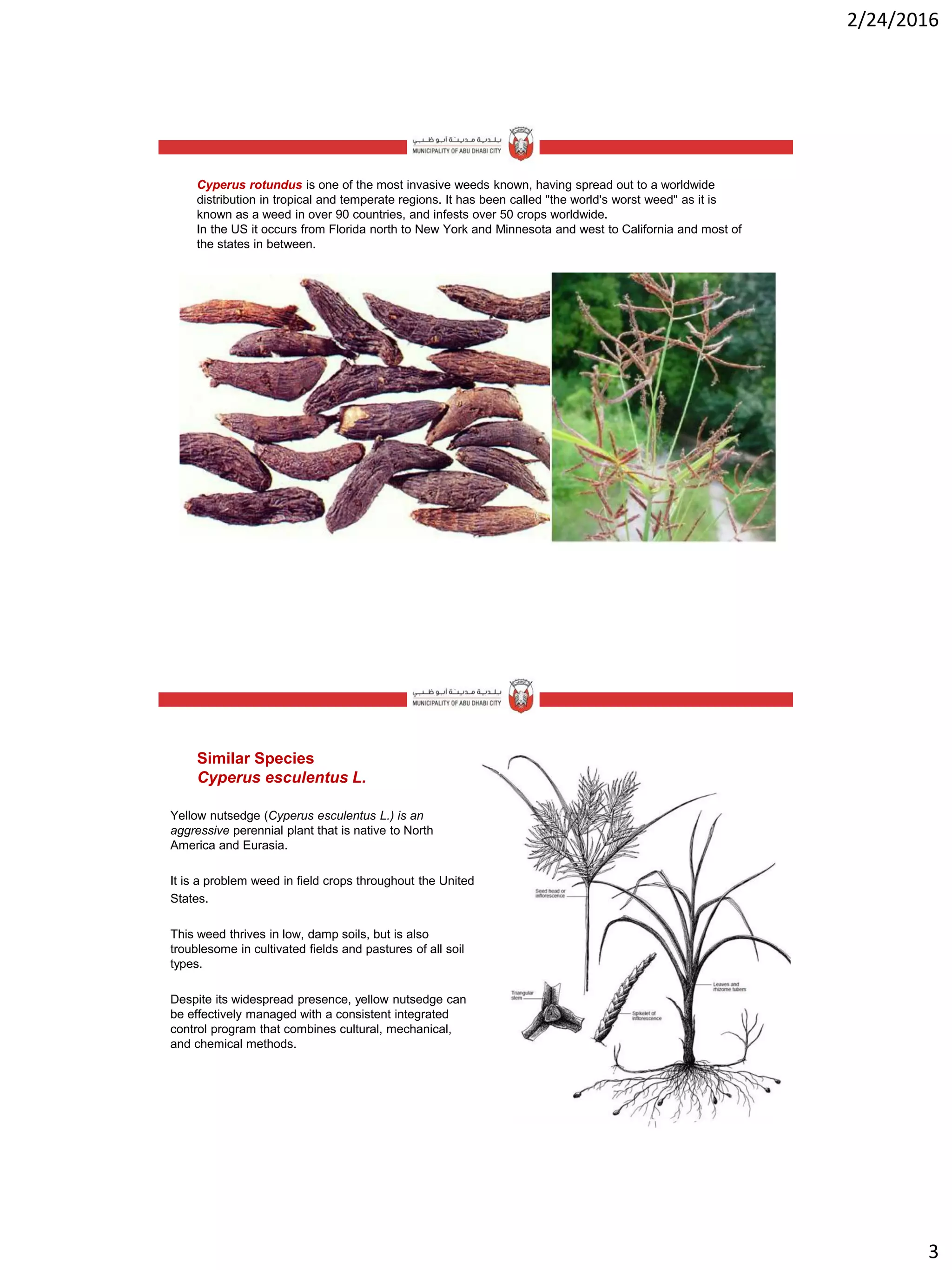 2/24/2016
3
Cyperus rotundus is one of the most invasive weeds known, having spread out to a worldwide
distribution in tropical and temperate regions. It has been called "the world's worst weed" as it is
known as a weed in over 90 countries, and infests over 50 crops worldwide.
In the US it occurs from Florida north to New York and Minnesota and west to California and most of
the states in between.
Similar Species
Cyperus esculentus L.
Yellow nutsedge (Cyperus esculentus L.) is an
aggressive perennial plant that is native to North
America and Eurasia.
It is a problem weed in field crops throughout the United
States.
This weed thrives in low, damp soils, but is also
troublesome in cultivated fields and pastures of all soil
types.
Despite its widespread presence, yellow nutsedge can
be effectively managed with a consistent integrated
control program that combines cultural, mechanical,
and chemical methods.
 