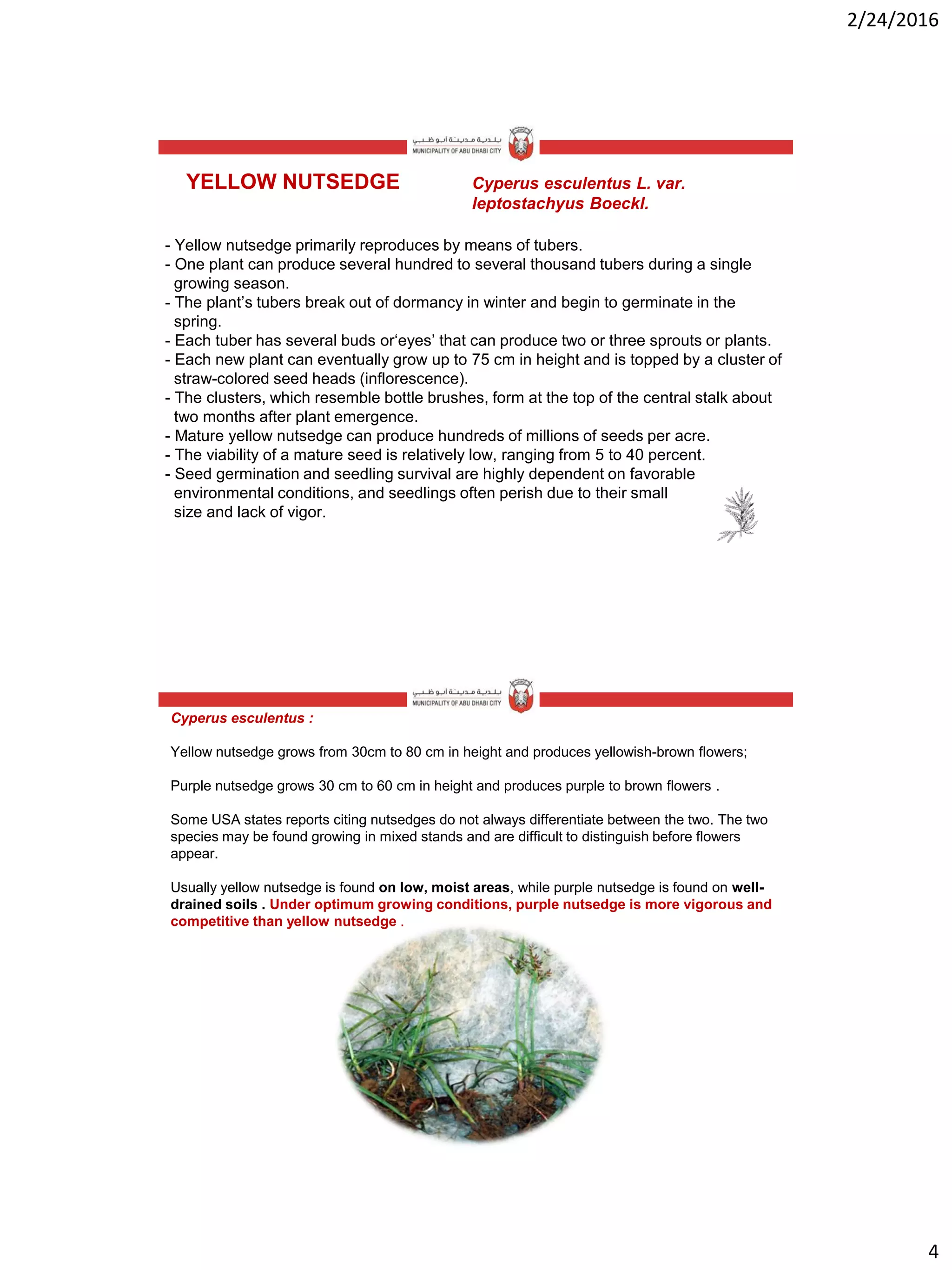 2/24/2016
4
- Yellow nutsedge primarily reproduces by means of tubers.
- One plant can produce several hundred to several thousand tubers during a single
growing season.
- The plant’s tubers break out of dormancy in winter and begin to germinate in the
spring.
- Each tuber has several buds or‘eyes’ that can produce two or three sprouts or plants.
- Each new plant can eventually grow up to 75 cm in height and is topped by a cluster of
straw-colored seed heads (inflorescence).
- The clusters, which resemble bottle brushes, form at the top of the central stalk about
two months after plant emergence.
- Mature yellow nutsedge can produce hundreds of millions of seeds per acre.
- The viability of a mature seed is relatively low, ranging from 5 to 40 percent.
- Seed germination and seedling survival are highly dependent on favorable
environmental conditions, and seedlings often perish due to their small
size and lack of vigor.
YELLOW NUTSEDGE Cyperus esculentus L. var.
leptostachyus Boeckl.
Cyperus esculentus :
Yellow nutsedge grows from 30cm to 80 cm in height and produces yellowish-brown flowers;
Purple nutsedge grows 30 cm to 60 cm in height and produces purple to brown flowers .
Some USA states reports citing nutsedges do not always differentiate between the two. The two
species may be found growing in mixed stands and are difficult to distinguish before flowers
appear.
Usually yellow nutsedge is found on low, moist areas, while purple nutsedge is found on well-
drained soils . Under optimum growing conditions, purple nutsedge is more vigorous and
competitive than yellow nutsedge .
 