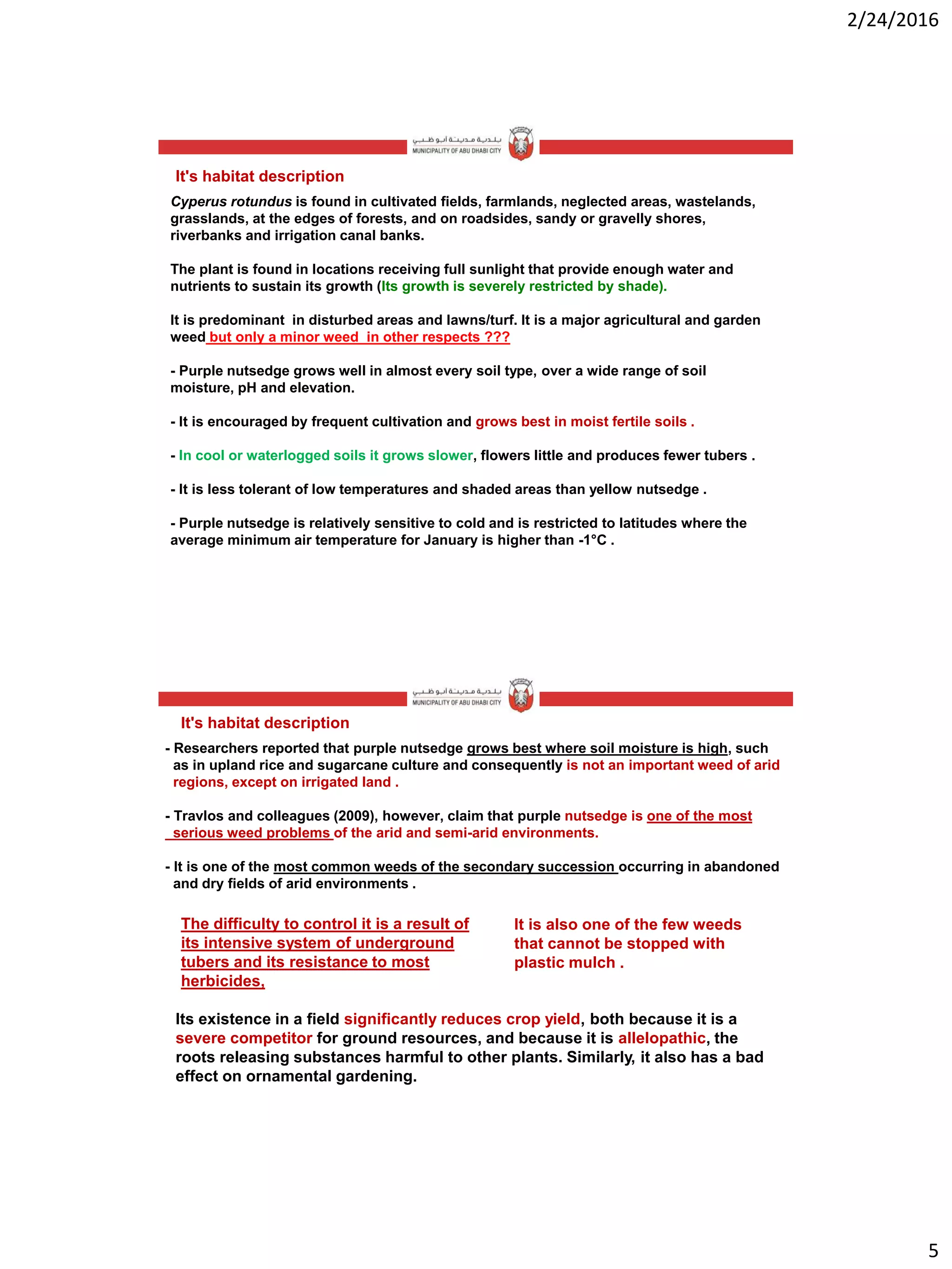 2/24/2016
5
Cyperus rotundus is found in cultivated fields, farmlands, neglected areas, wastelands,
grasslands, at the edges of forests, and on roadsides, sandy or gravelly shores,
riverbanks and irrigation canal banks.
The plant is found in locations receiving full sunlight that provide enough water and
nutrients to sustain its growth (Its growth is severely restricted by shade).
It is predominant in disturbed areas and lawns/turf. It is a major agricultural and garden
weed but only a minor weed in other respects ???
- Purple nutsedge grows well in almost every soil type, over a wide range of soil
moisture, pH and elevation.
- It is encouraged by frequent cultivation and grows best in moist fertile soils .
- In cool or waterlogged soils it grows slower, flowers little and produces fewer tubers .
- It is less tolerant of low temperatures and shaded areas than yellow nutsedge .
- Purple nutsedge is relatively sensitive to cold and is restricted to latitudes where the
average minimum air temperature for January is higher than -1°C .
It's habitat description
- Researchers reported that purple nutsedge grows best where soil moisture is high, such
as in upland rice and sugarcane culture and consequently is not an important weed of arid
regions, except on irrigated land .
- Travlos and colleagues (2009), however, claim that purple nutsedge is one of the most
serious weed problems of the arid and semi-arid environments.
- It is one of the most common weeds of the secondary succession occurring in abandoned
and dry fields of arid environments .
It's habitat description
Its existence in a field significantly reduces crop yield, both because it is a
severe competitor for ground resources, and because it is allelopathic, the
roots releasing substances harmful to other plants. Similarly, it also has a bad
effect on ornamental gardening.
The difficulty to control it is a result of
its intensive system of underground
tubers and its resistance to most
herbicides,
It is also one of the few weeds
that cannot be stopped with
plastic mulch .
 