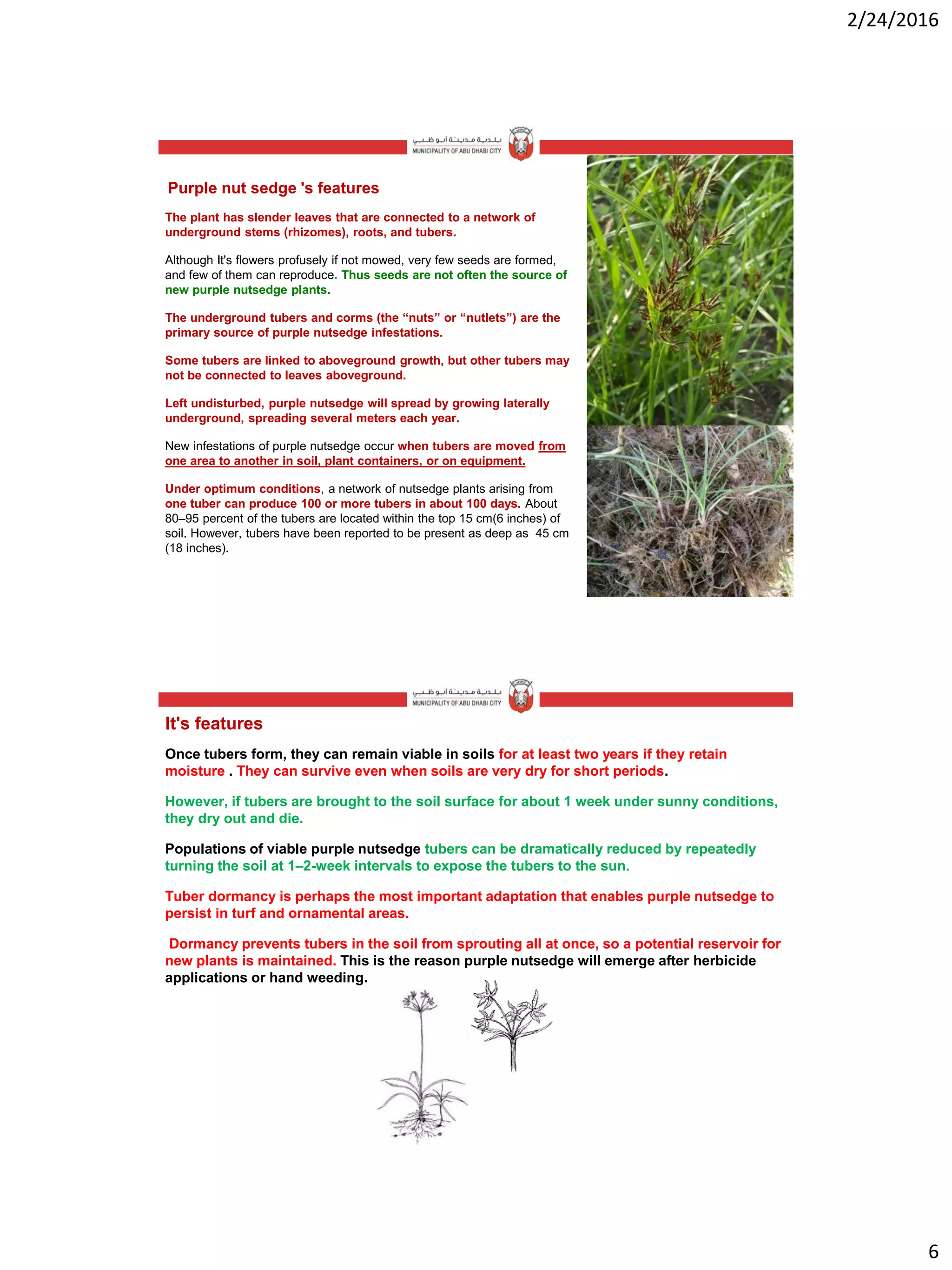 2/24/2016
6
Purple nut sedge 's features
The plant has slender leaves that are connected to a network of
underground stems (rhizomes), roots, and tubers.
Although It's flowers profusely if not mowed, very few seeds are formed,
and few of them can reproduce. Thus seeds are not often the source of
new purple nutsedge plants.
The underground tubers and corms (the “nuts” or “nutlets”) are the
primary source of purple nutsedge infestations.
Some tubers are linked to aboveground growth, but other tubers may
not be connected to leaves aboveground.
Left undisturbed, purple nutsedge will spread by growing laterally
underground, spreading several meters each year.
New infestations of purple nutsedge occur when tubers are moved from
one area to another in soil, plant containers, or on equipment.
Under optimum conditions, a network of nutsedge plants arising from
one tuber can produce 100 or more tubers in about 100 days. About
80–95 percent of the tubers are located within the top 15 cm(6 inches) of
soil. However, tubers have been reported to be present as deep as 45 cm
(18 inches).
It's features
Once tubers form, they can remain viable in soils for at least two years if they retain
moisture . They can survive even when soils are very dry for short periods.
However, if tubers are brought to the soil surface for about 1 week under sunny conditions,
they dry out and die.
Populations of viable purple nutsedge tubers can be dramatically reduced by repeatedly
turning the soil at 1–2-week intervals to expose the tubers to the sun.
Tuber dormancy is perhaps the most important adaptation that enables purple nutsedge to
persist in turf and ornamental areas.
Dormancy prevents tubers in the soil from sprouting all at once, so a potential reservoir for
new plants is maintained. This is the reason purple nutsedge will emerge after herbicide
applications or hand weeding.
 