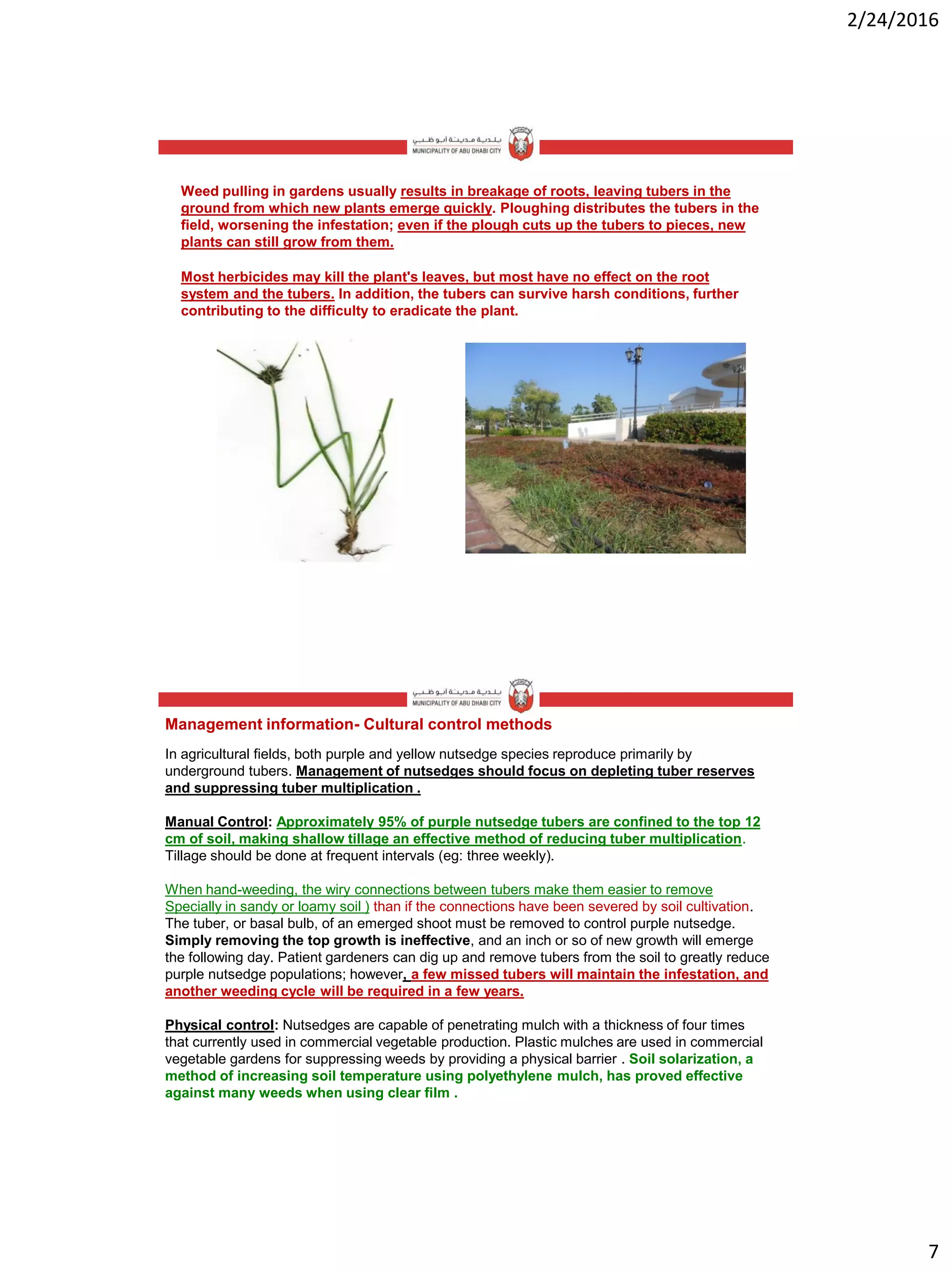2/24/2016
7
Weed pulling in gardens usually results in breakage of roots, leaving tubers in the
ground from which new plants emerge quickly. Ploughing distributes the tubers in the
field, worsening the infestation; even if the plough cuts up the tubers to pieces, new
plants can still grow from them.
Most herbicides may kill the plant's leaves, but most have no effect on the root
system and the tubers. In addition, the tubers can survive harsh conditions, further
contributing to the difficulty to eradicate the plant.
In agricultural fields, both purple and yellow nutsedge species reproduce primarily by
underground tubers. Management of nutsedges should focus on depleting tuber reserves
and suppressing tuber multiplication .
Manual Control: Approximately 95% of purple nutsedge tubers are confined to the top 12
cm of soil, making shallow tillage an effective method of reducing tuber multiplication.
Tillage should be done at frequent intervals (eg: three weekly).
When hand-weeding, the wiry connections between tubers make them easier to remove
Specially in sandy or loamy soil ) than if the connections have been severed by soil cultivation.
The tuber, or basal bulb, of an emerged shoot must be removed to control purple nutsedge.
Simply removing the top growth is ineffective, and an inch or so of new growth will emerge
the following day. Patient gardeners can dig up and remove tubers from the soil to greatly reduce
purple nutsedge populations; however, a few missed tubers will maintain the infestation, and
another weeding cycle will be required in a few years.
Physical control: Nutsedges are capable of penetrating mulch with a thickness of four times
that currently used in commercial vegetable production. Plastic mulches are used in commercial
vegetable gardens for suppressing weeds by providing a physical barrier . Soil solarization, a
method of increasing soil temperature using polyethylene mulch, has proved effective
against many weeds when using clear film .
Management information- Cultural control methods
 